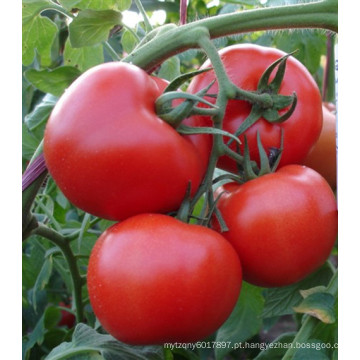 HT45 Sanbu TYLCV resistente híbrido f1 melhores sementes de tomate para estufa